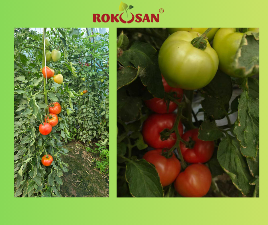 Rokosan